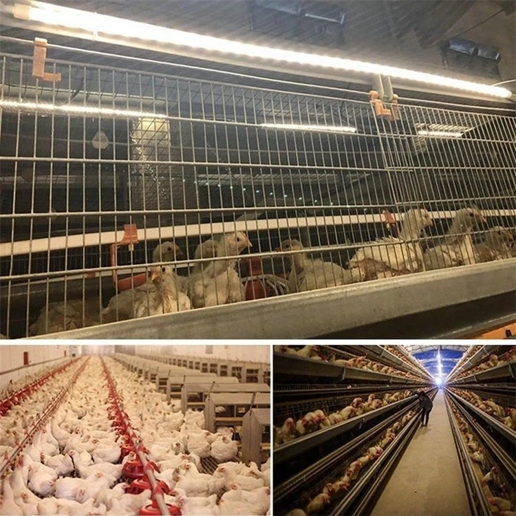 Cow led lamp (7)