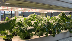 led for growing plants led for growing plants