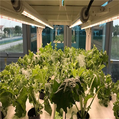 Optimizing Blueberry Flower Bud Quality With LED Light: Key Strategies For Higher Yield Optimizing Blueberry Flower Bud Quality With LED Light: Key Strategies For Higher Yield